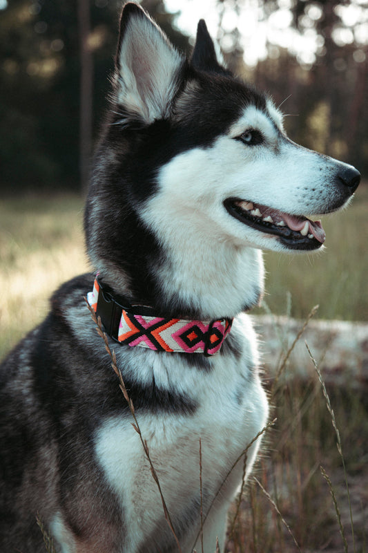 Hundehalsband | Wild Nomad | verstellbares Halsband für Hunde