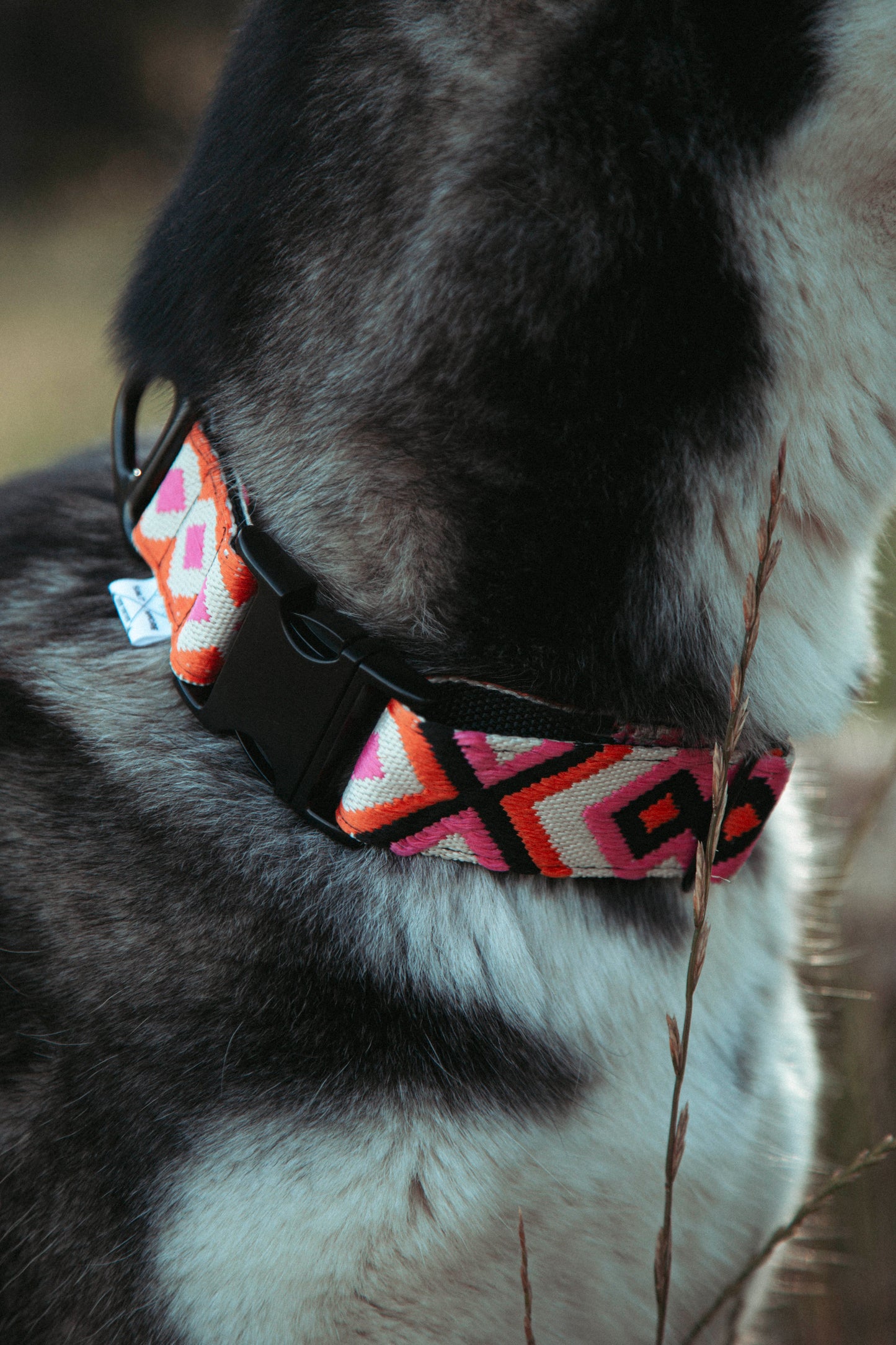 Hundehalsband | Wild Nomad | verstellbares Halsband für Hunde