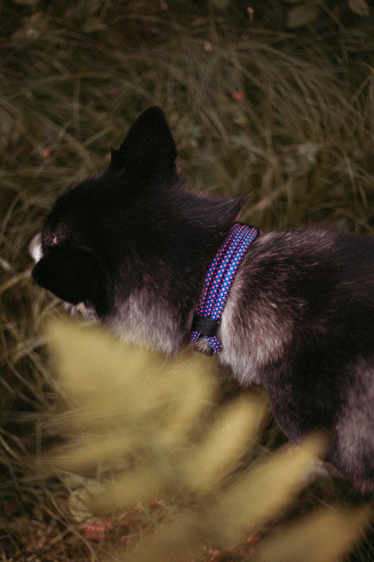 Hundehalsband Mountain Climber | Northern Summit Collection