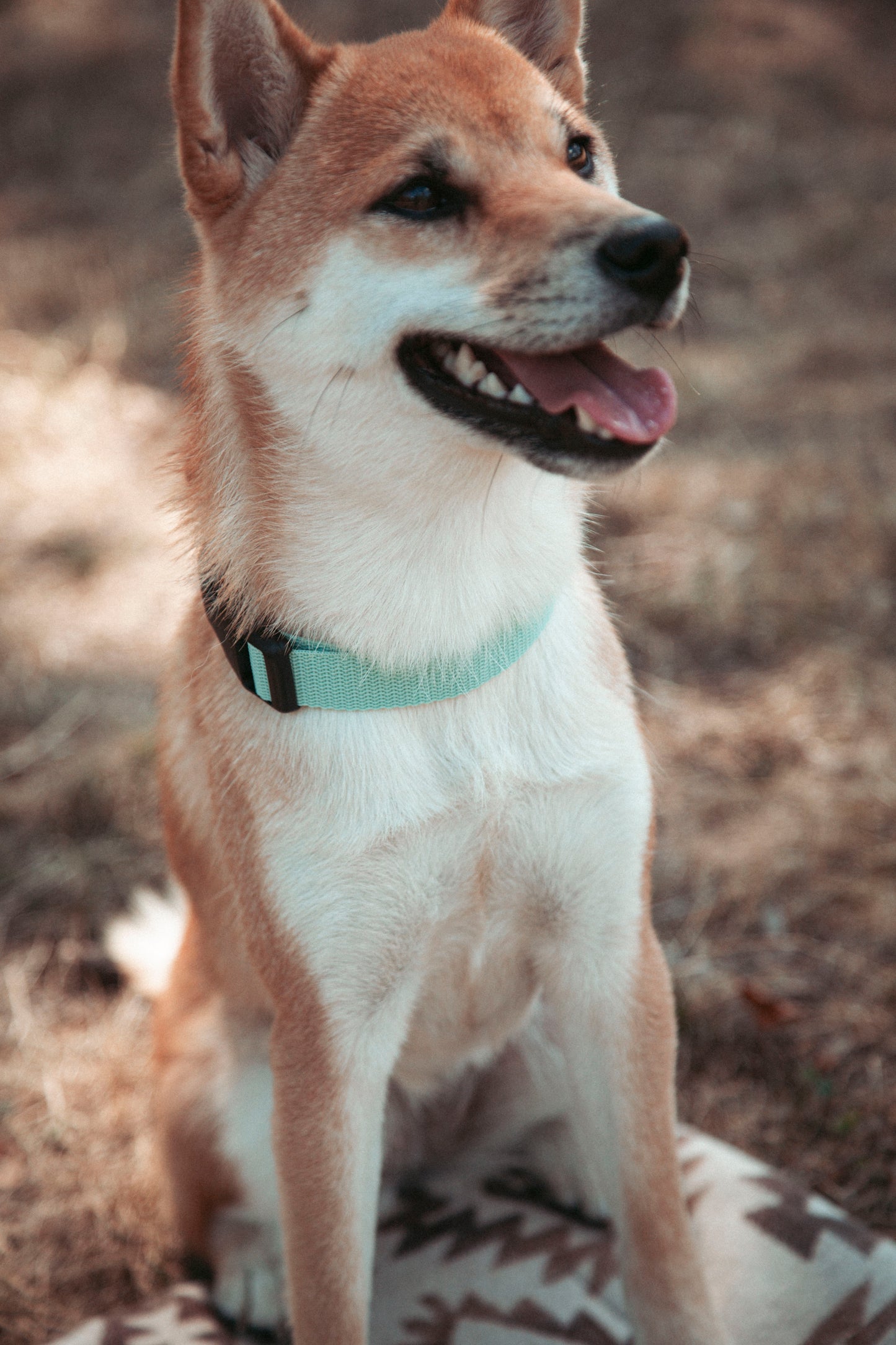 Hundehalsband | Pathfinder | verstellbares Halsband für den Alltag