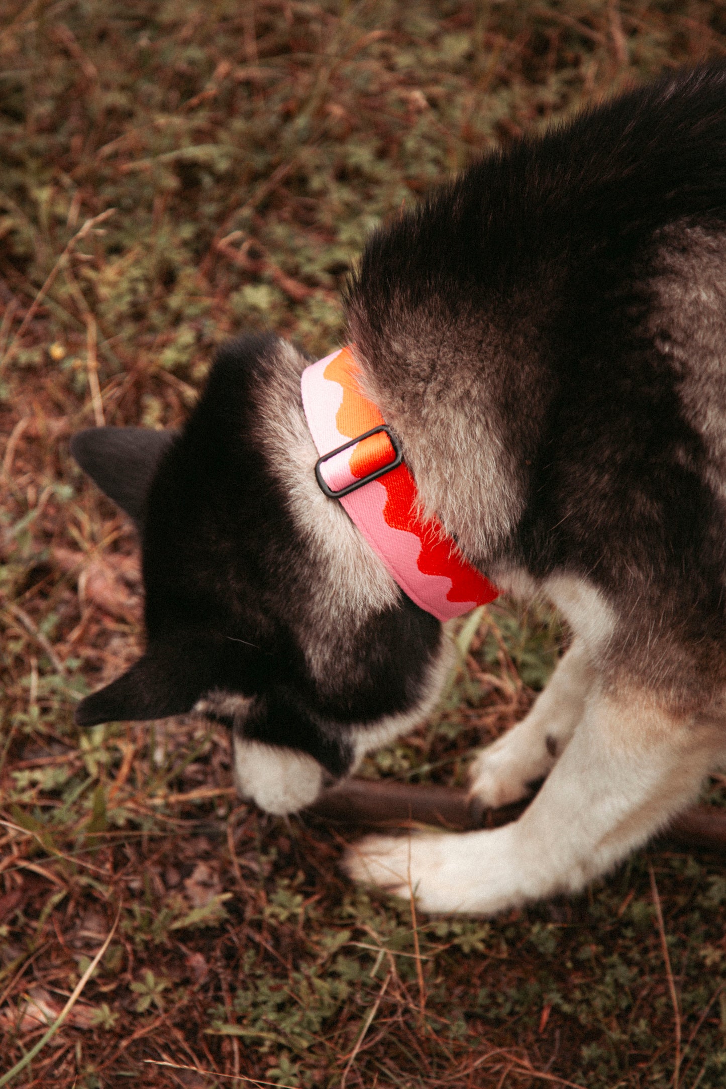 Hundehalsband | Coral Heat | verstellbares Halsband für Hunde