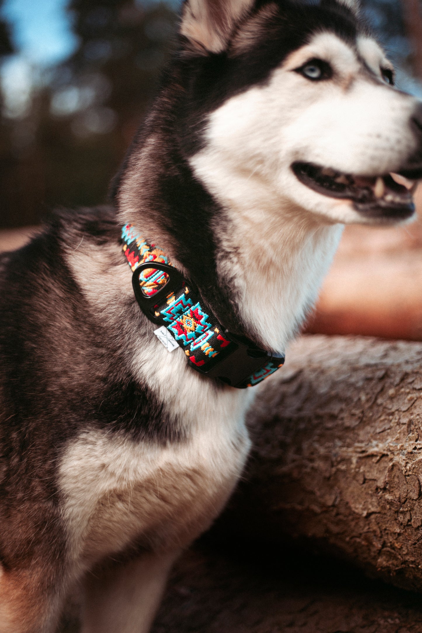 Verstellbares Hundehalsband | Ice Peak
