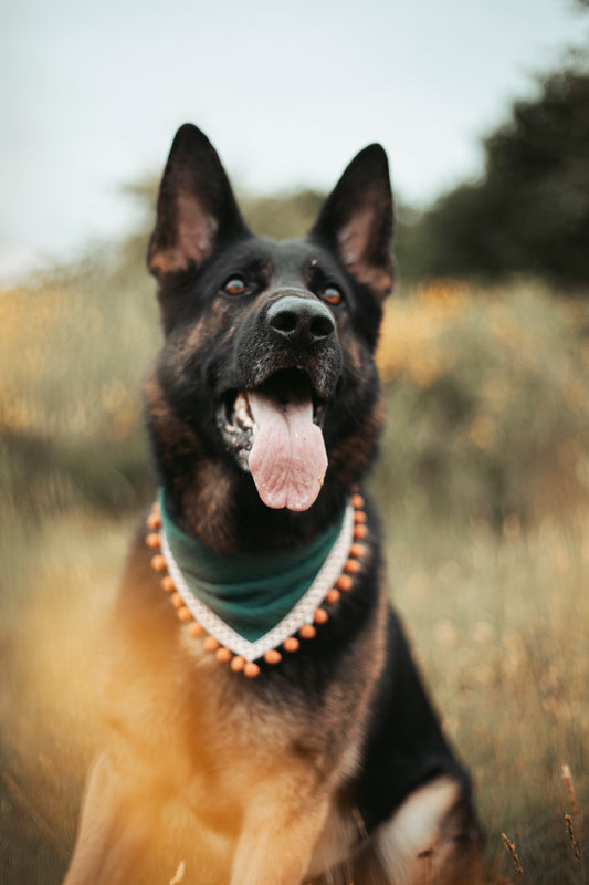 Entdecke unser Hundehalstuch „Boho“ – Dogwear im Ethno-Stil aus Musselin mit Quasten. Leicht, handgemacht & perfekt für Outdoor-Abenteuer mit deinem Hund.