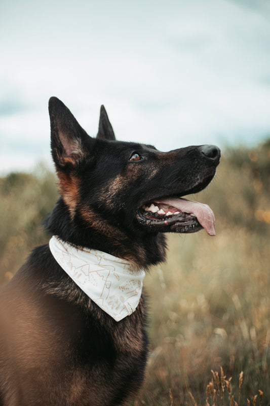 Stylische Dogwear für Naturfans: Hundehalstuch „Pathfinder“ aus Jersey – handgemacht, atmungsaktiv & ideal für Sommer, Gassi & kleine Abenteuer. Jetzt kaufen!