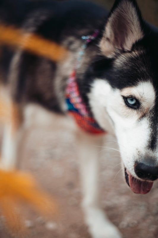 Sommerliche & nachhaltige Dogwear: Hundehalstuch handgemacht aus gewebtem Baumwollstoff im Folklorestil. Bequem & perfekt für Abenteuer. Jetzt Hundehalstücher kaufen!