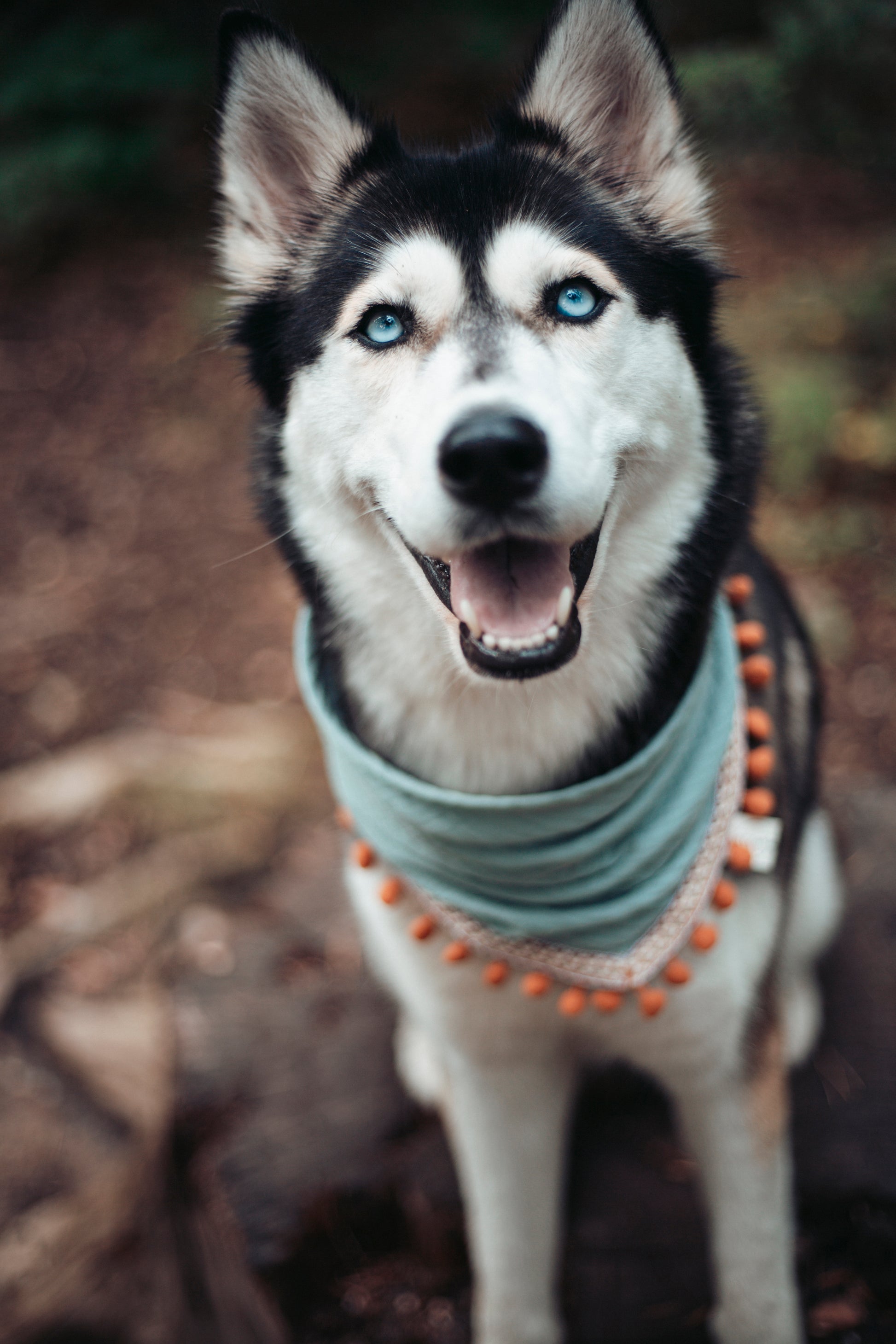 Entdecke unser Hundehalstuch „Boho“ – Dogwear im Ethno-Stil aus Musselin mit Quasten. Leicht, handgemacht & perfekt für Outdoor-Abenteuer mit deinem Hund.