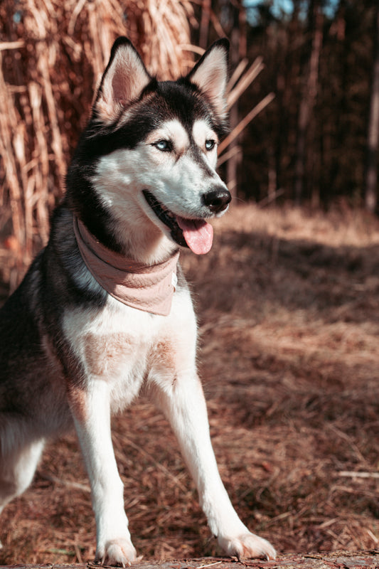 Natürlich schöne Dogwear: Hundehalstuch „Natural“ in Sand mit Gold-Detail – handgemacht, leicht & stilvoll. Jetzt Hundehalstücher für den Outdoorsommer kaufen!