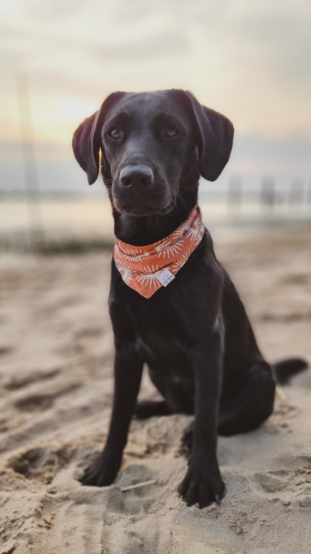 Hundehalstuch Solstice | Handgemachtes Bandana im Bohostil