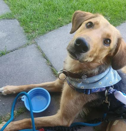 Süßes Hundehalstuch Daisy für deinen Hund. Handgenäht mit floralem Print. Handgemachtes Hundezubehör shoppen.