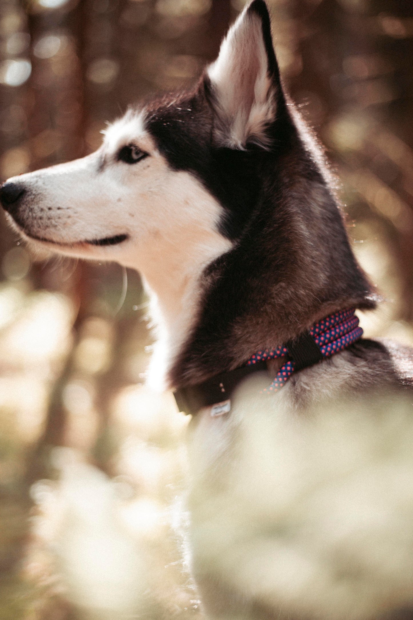 Hundehalsband Mountain Climber | Northern Summit Collection