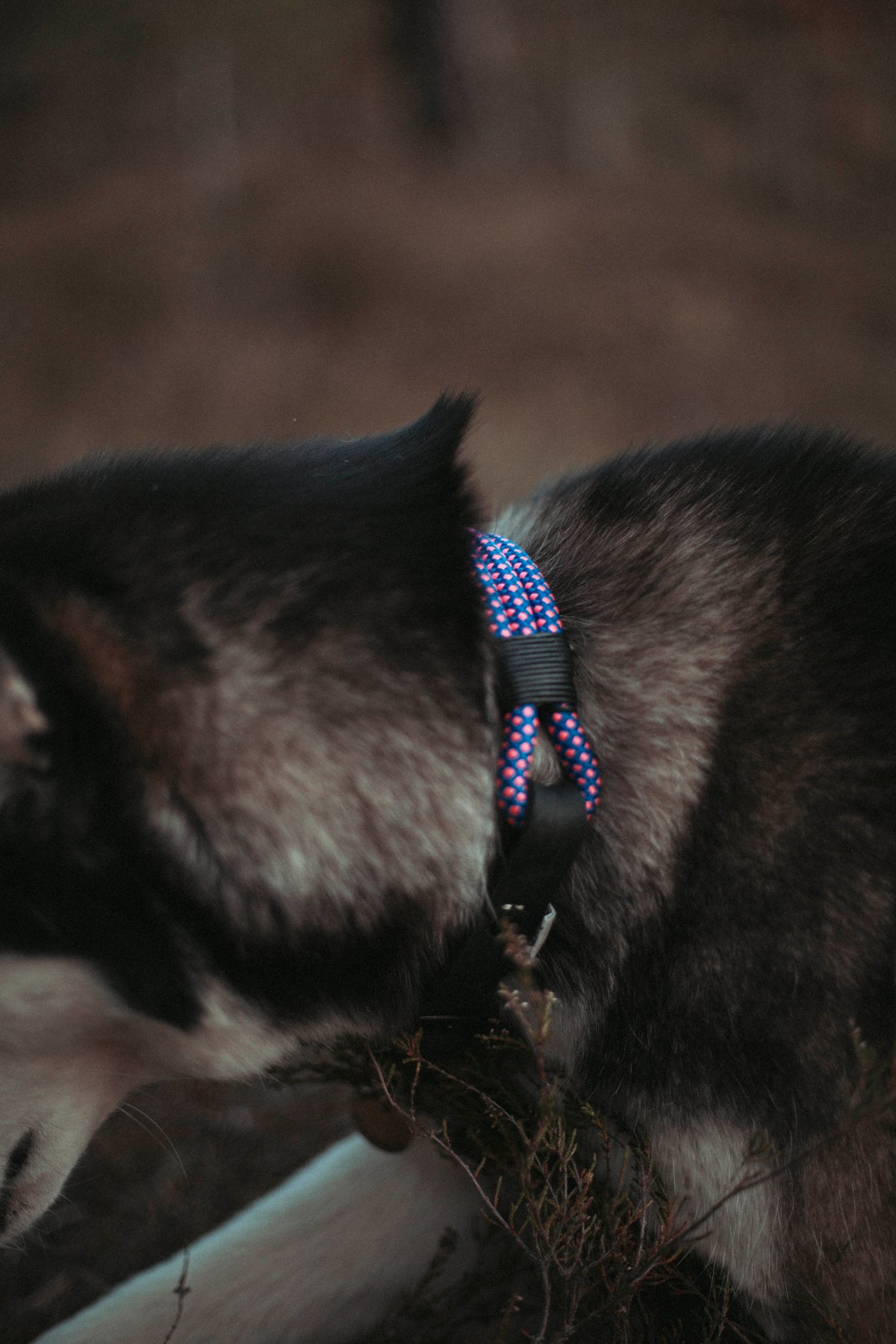 Mountain Climber | verstellbares Hundehalsband
