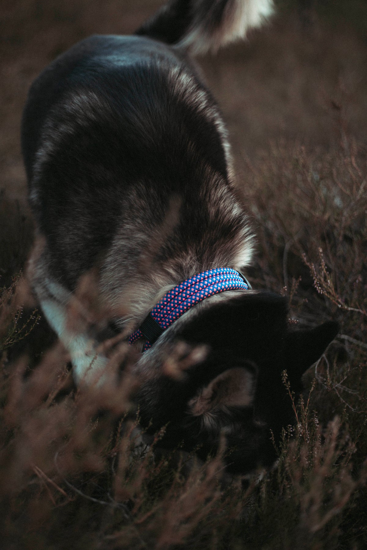 Mountain Climber | verstellbares Hundehalsband