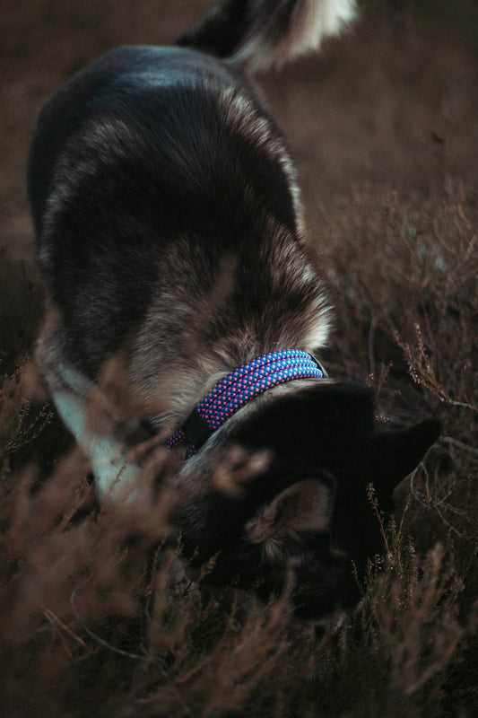 Hundehalsband Mountain Climber | Northern Summit Collection