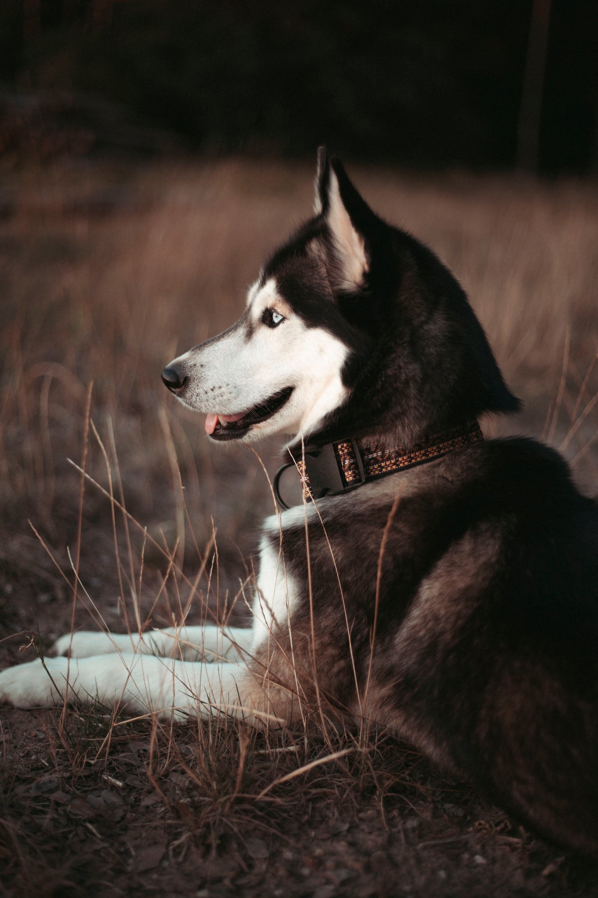 NØRDEN PAWS |  Canyon | verstellbares Hundehalsband