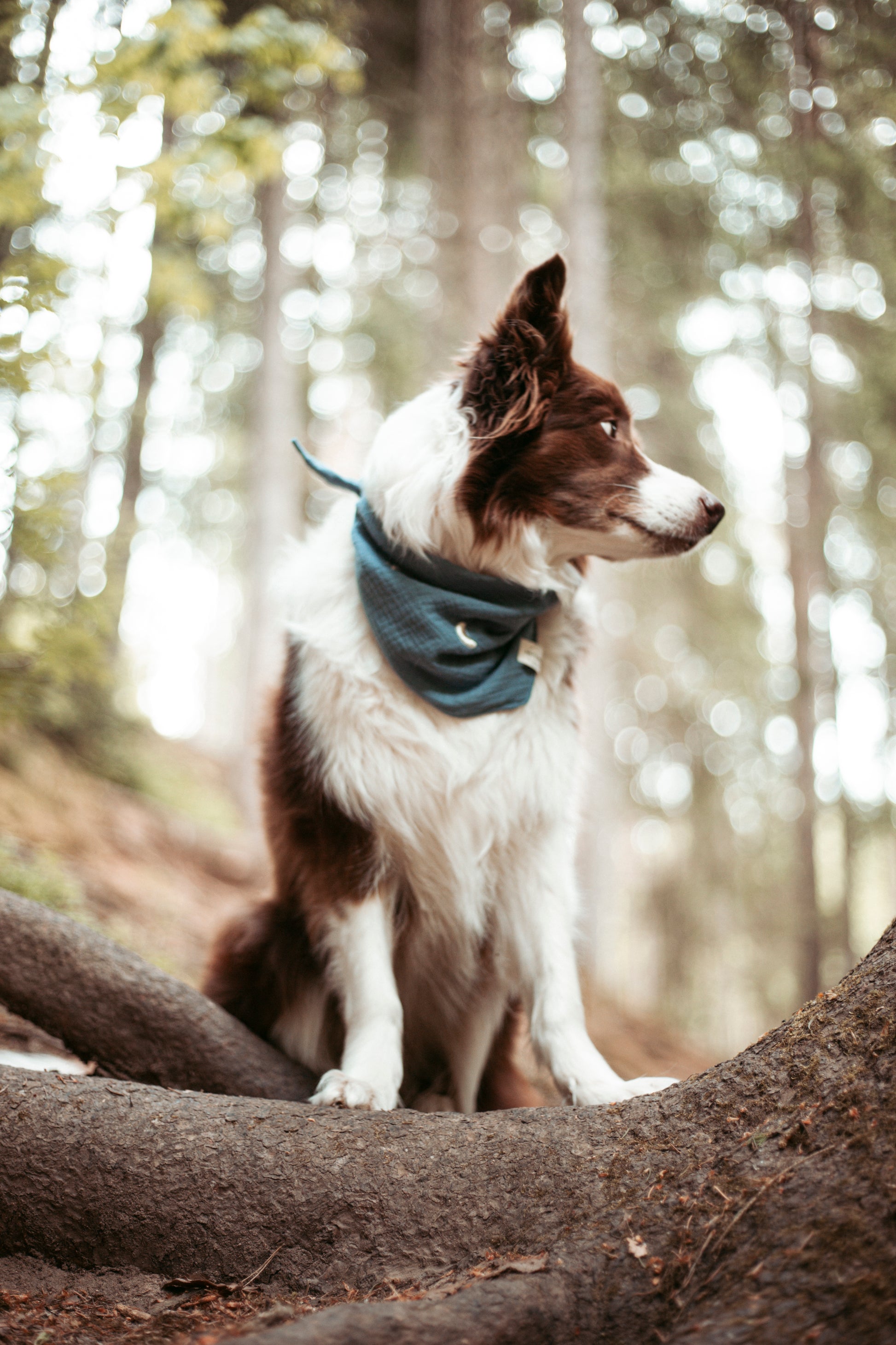 Entdecke das handgemachte Hundehalstuch „Midnight“ aus Bio-Musselin – stylisch, leicht & perfekt für Sommerabenteuer. Jetzt im Onlineshop für Hundezubehör!