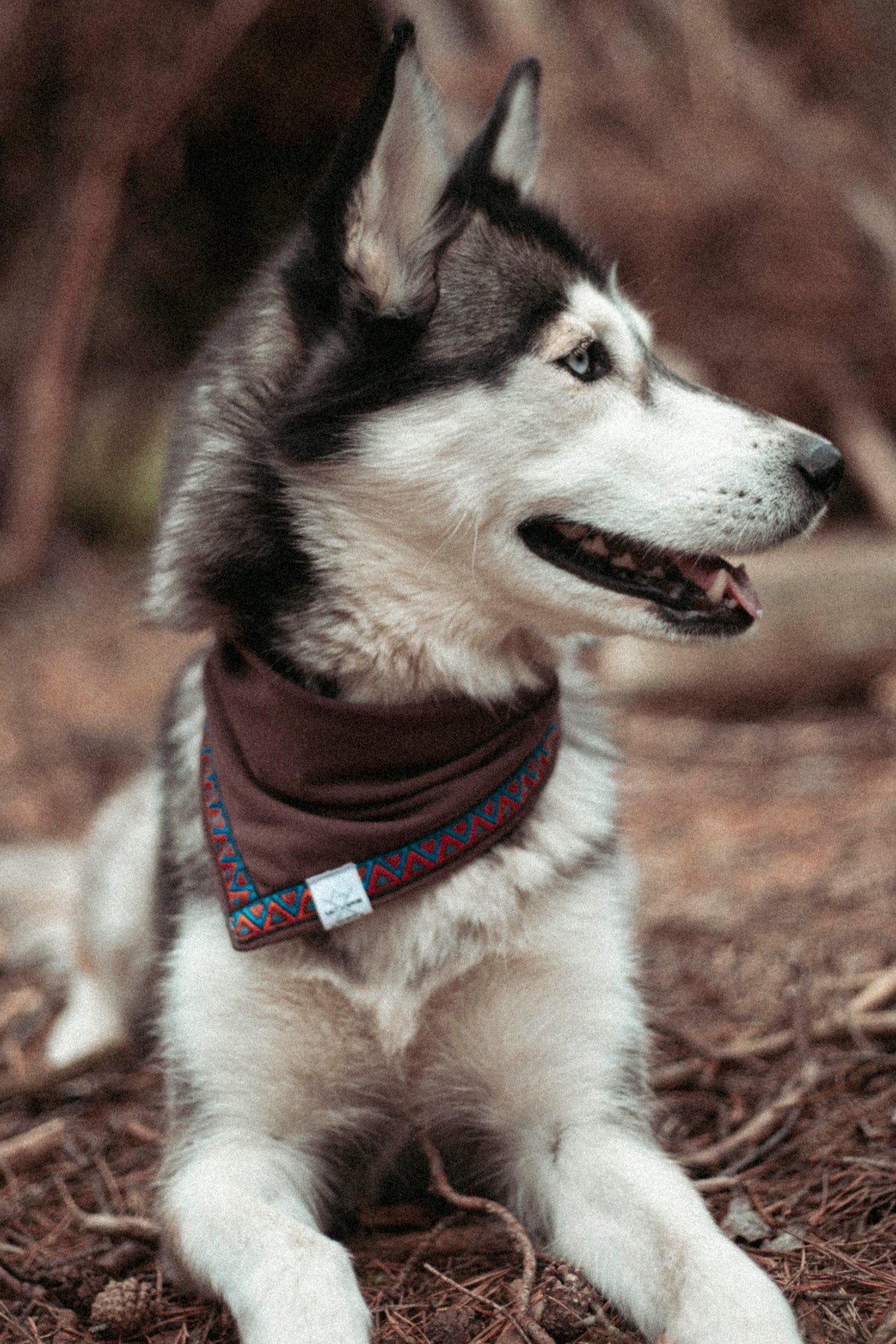 Trailbound | Hundehalstuch