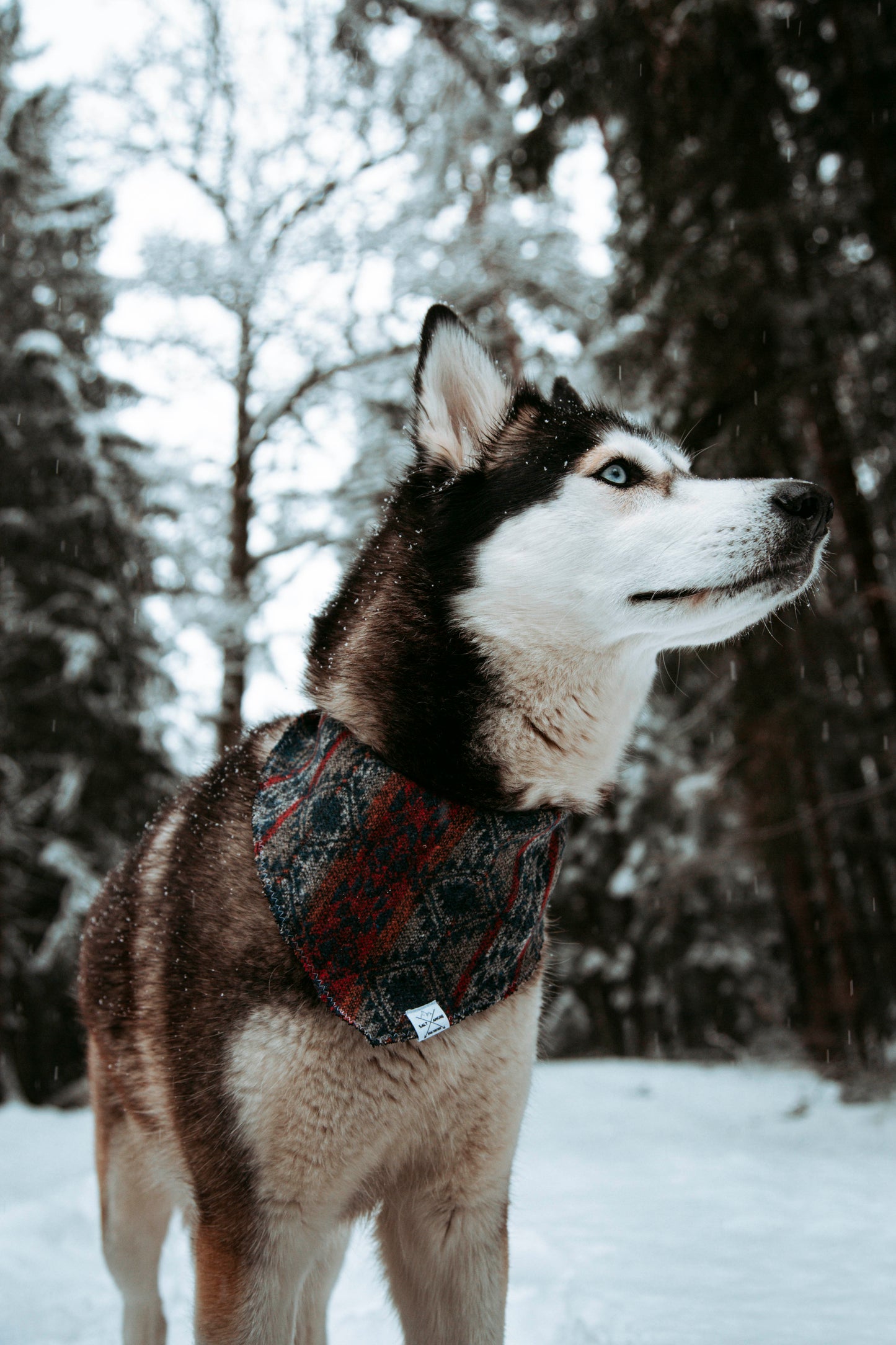 Hundehalstuch - Northern Summit Collection - Summit Trail