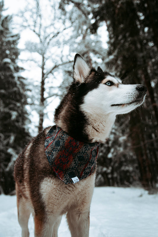 Hundehalstuch - Northern Summit Collection - Summit Trail