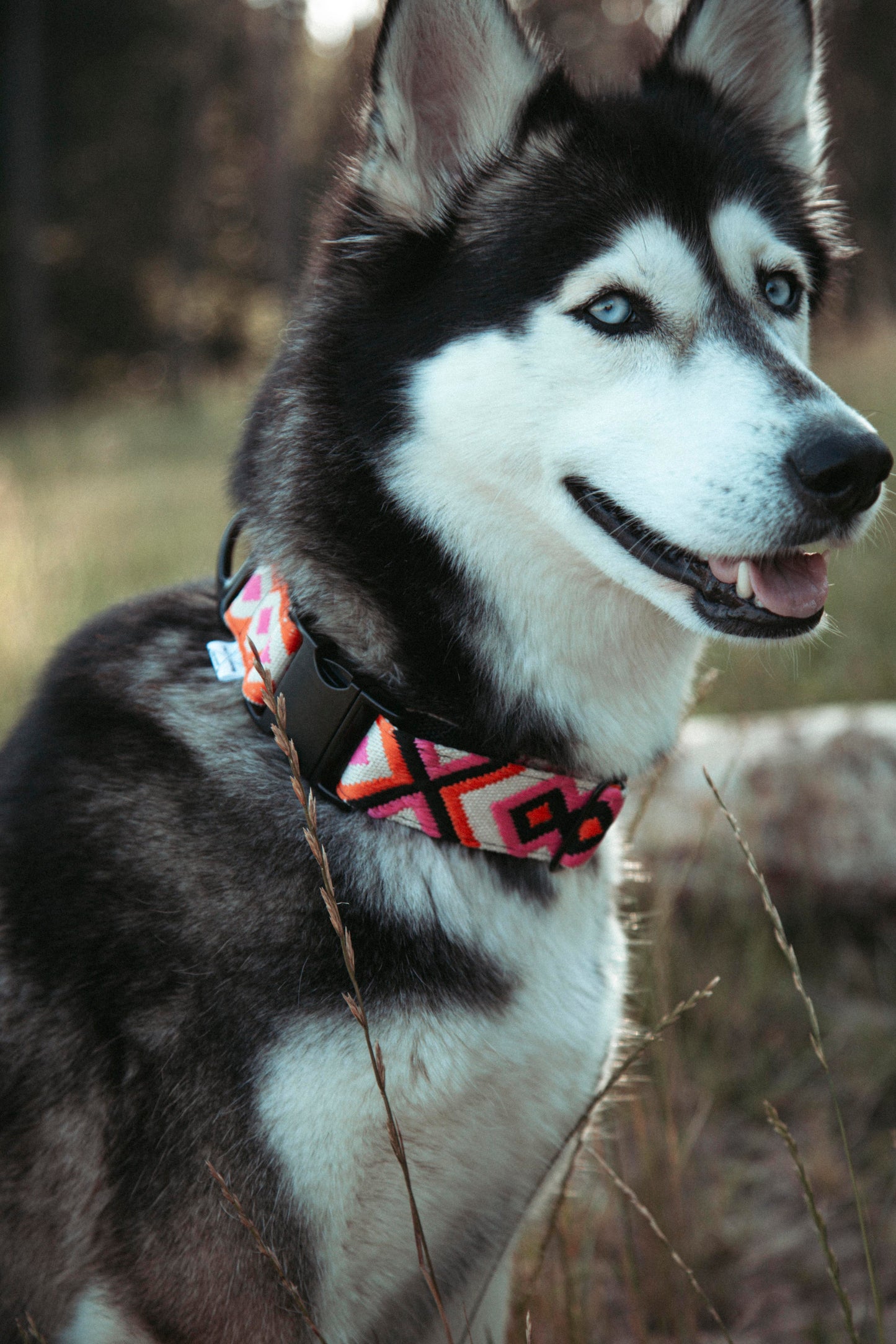 Hundehalsband | Wild Nomad | verstellbares Halsband für Hunde
